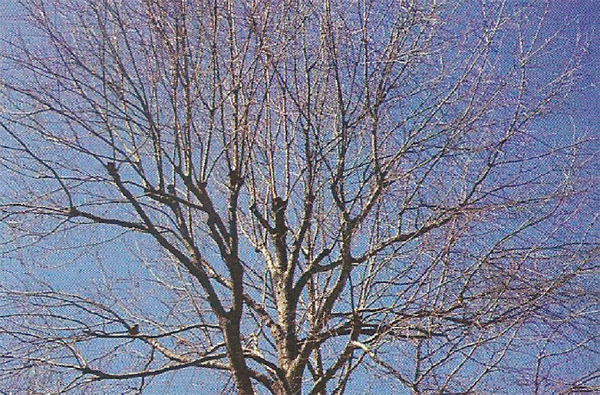 Exemple d'un arbre écimé. Notez la présence de nombreux gourmands qui déforment le port naturel de l'arbre. 