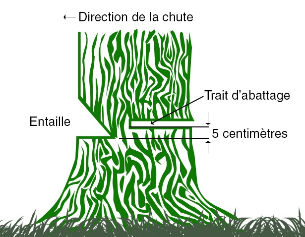 Gudie pour couper un arbre 