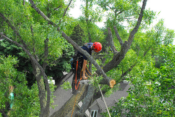 Arbraction-guide-entretien-arbre