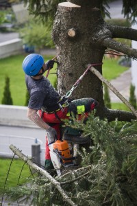 Comment abattre un arbre