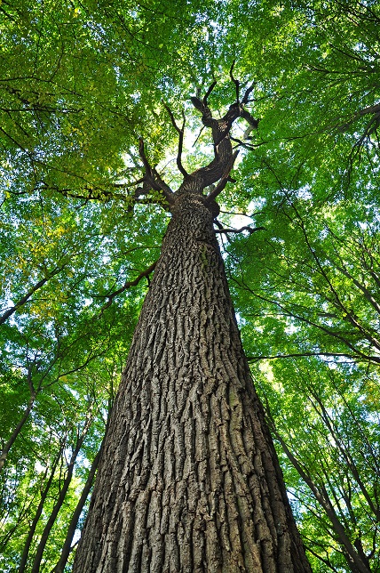 Élagueur pour chêne sur la rive-sud de Montréal